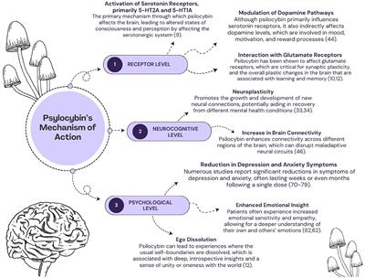 Unlocking the healing power of psilocybin: an overview of the role of psilocybin therapy in major depressive disorder, obsessive-compulsive disorder and substance use disorder